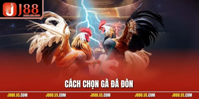 Cách Chọn Gà Đá Đòn - Chế Độ Dinh Dưỡng Và Bí Quyết Chọn Gà